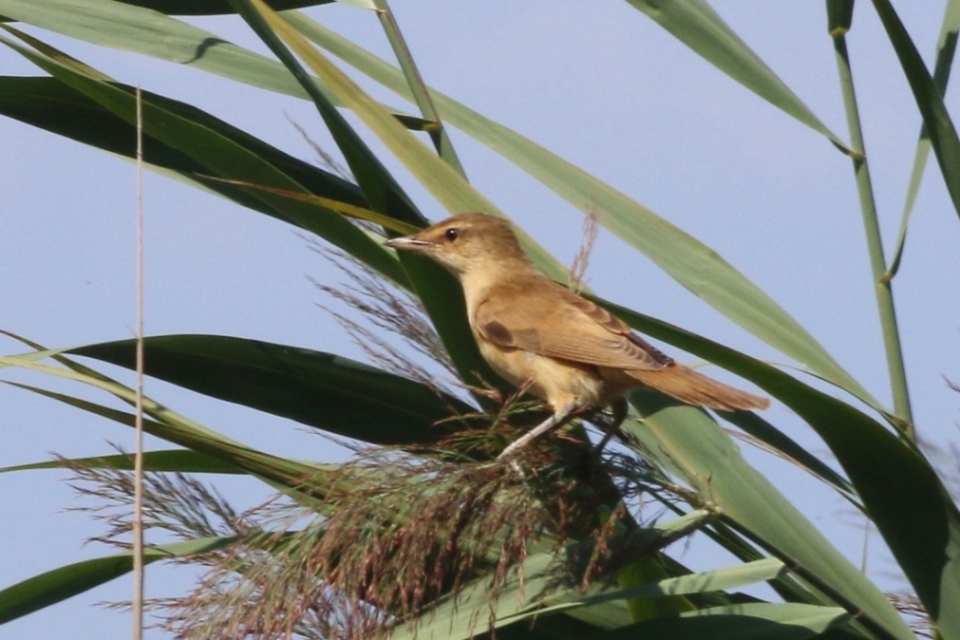 Aiuto identificazione